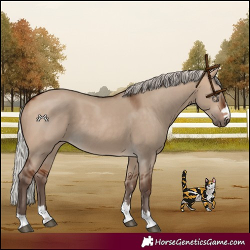 Horse Color:Silver Bay Dun