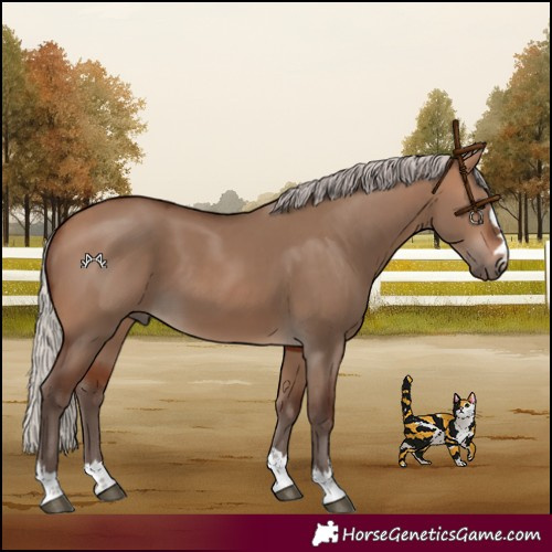 Horse Color:Silver Bay Dun