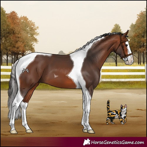 Horse Color:Bay Splash Tobiano