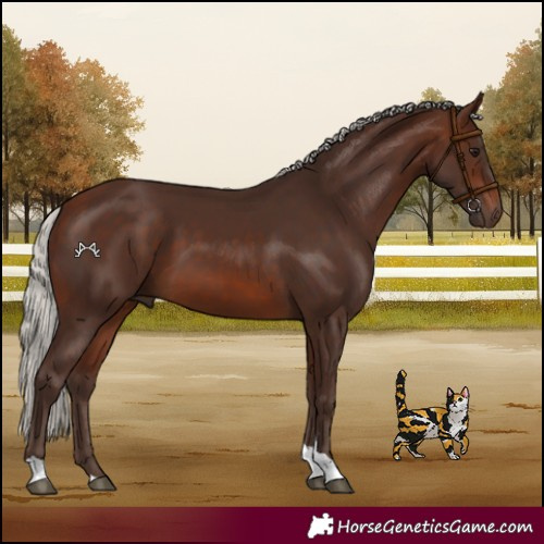 Horse Color:Silver Brown Tobiano