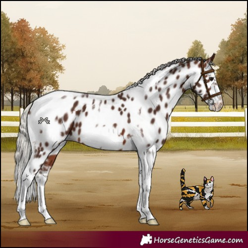 Horse Color:Silver Brown Splash Tobiano Frame Appaloosa 