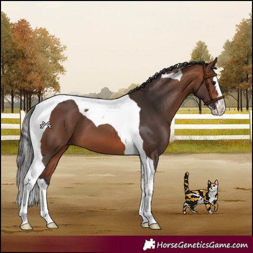Horse Color:Bay Splash Tobiano 