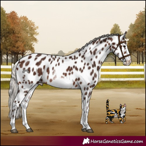 Horse Color:White Spotted Silver Brown Splash Frame Appaloosa