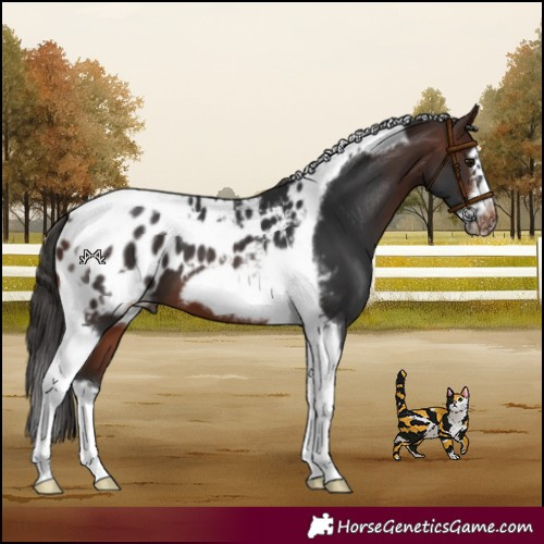 Horse Color:Brown Splash Tobiano Frame Appaloosa 