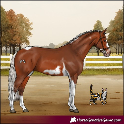Horse Color:Silver Bay Splash Tobiano Frame