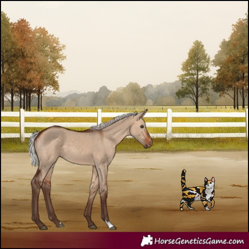 Horse Color:Silver Bay Dun