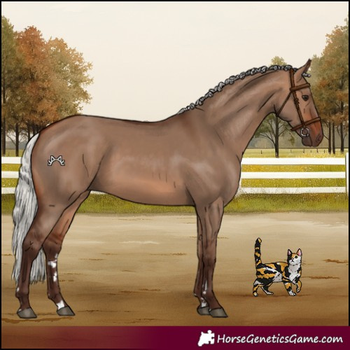 Horse Color:Silver Bay Dun 