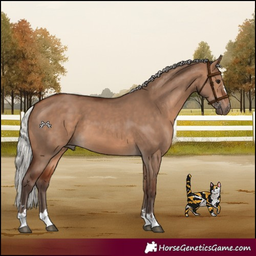 Horse Color:Silver Bay Dun