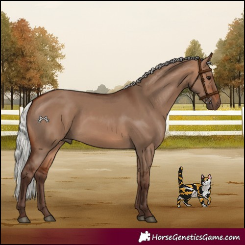 Horse Color:Silver Bay Dun
