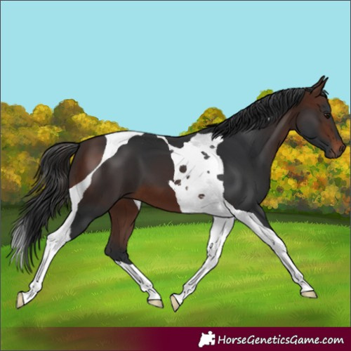 Horse Color:Brown Tobiano 