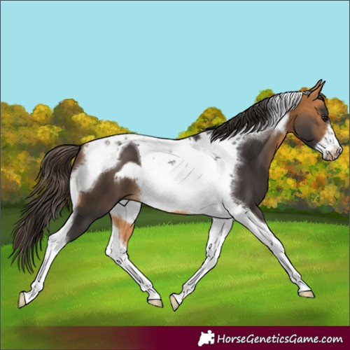 Horse Color:Buckskin Tobiano Frame