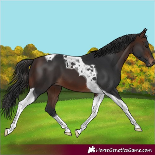 Horse Color:Brown Tobiano 