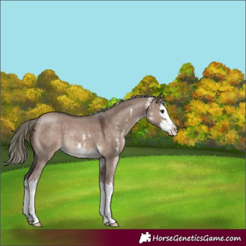 Horse Color:Liver Red Dun Mushroom Sabino Splash