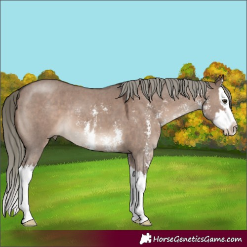 Horse Color:Liver Red Dun Mushroom Sabino Splash 