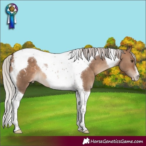 Horse Color:Silver Brown Dun Tobiano Appaloosa