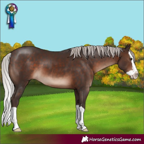 Horse Color:Silver Brown Mushroom Splash