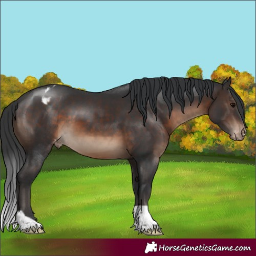 Horse Color:Brown Appaloosa