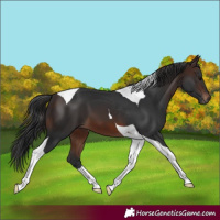 Horse Color:Brown Tobiano 