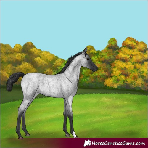 Horse Color:Blue Roan