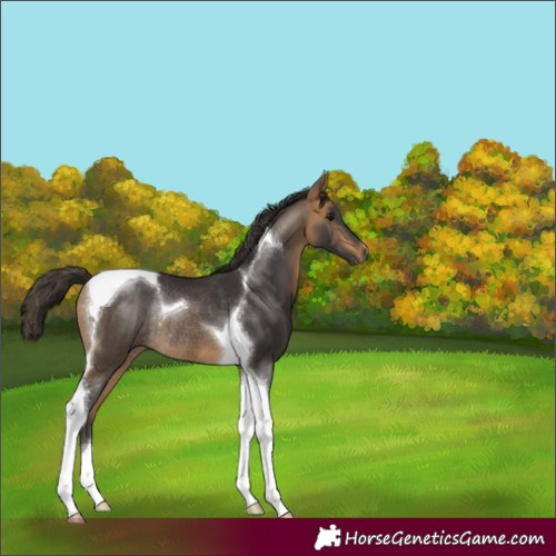 Horse Color:Buckskin Tobiano Rabicano 