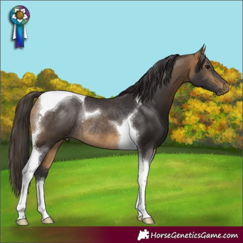Horse Color:Buckskin Tobiano Rabicano 