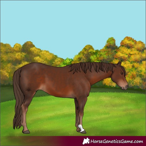 Horse Color:Liver Chestnut