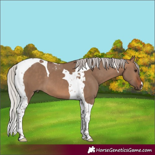 Horse Color:Silver Brown Dun Tobiano