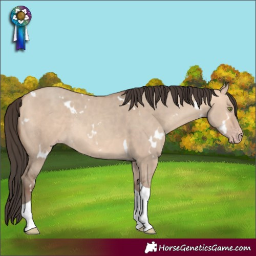 Horse Color:White Spotted Amber Champagne Dun Tobiano 
