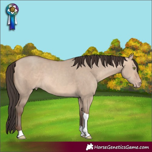 Horse Color:Amber Champagne Dun Tobiano 