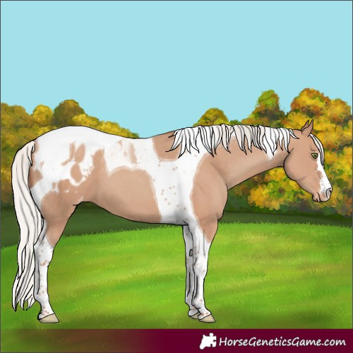 Horse Color:Silver Classic Champagne Tobiano Varnish 