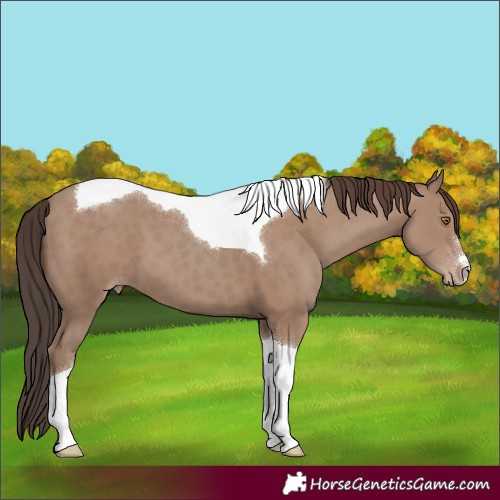 Horse Color:Classic Champagne Tobiano
