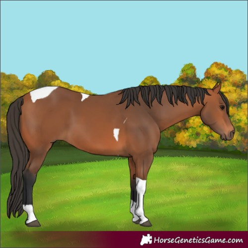 Horse Color:Bay Tobiano 