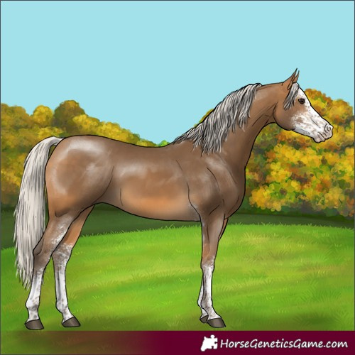 Horse Color:Silver Buckskin Sabino Rabicano