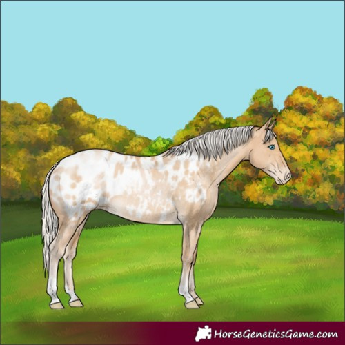 Horse Color:Silver Buckskin Appaloosa Rabicano 