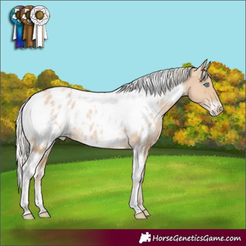 Horse Color:White Spotted Palomino Pearl Appaloosa 