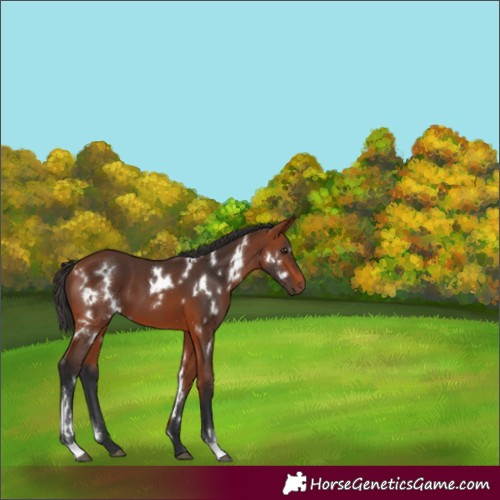 Horse Color:White Spotted Bay