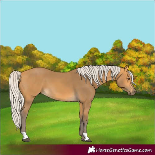 Horse Color:Silver Buckskin