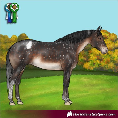 Horse Color:Brown Tobiano Appaloosa Rabicano