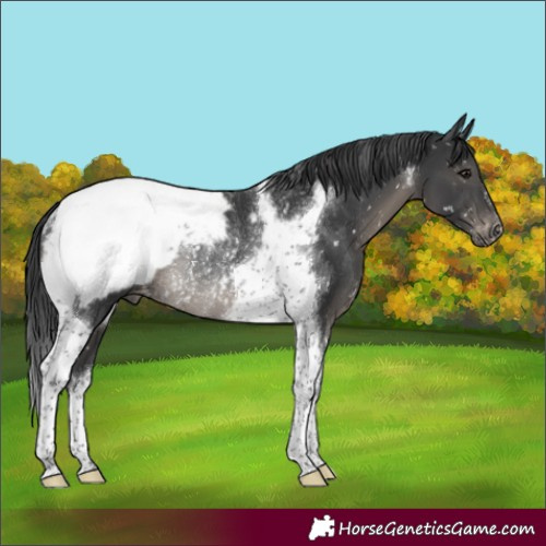 Horse Color:Black Tobiano Appaloosa Rabicano