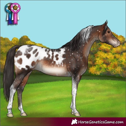 Horse Color:Brown Tobiano Appaloosa Rabicano