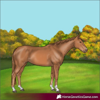Horse Color:Chestnut 