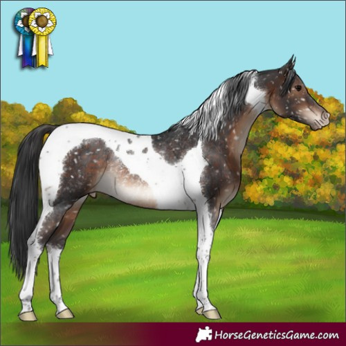 Horse Color:Brown Tobiano Appaloosa Rabicano 