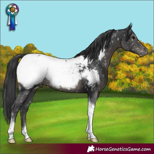 Horse Color:Black Tobiano Appaloosa Rabicano