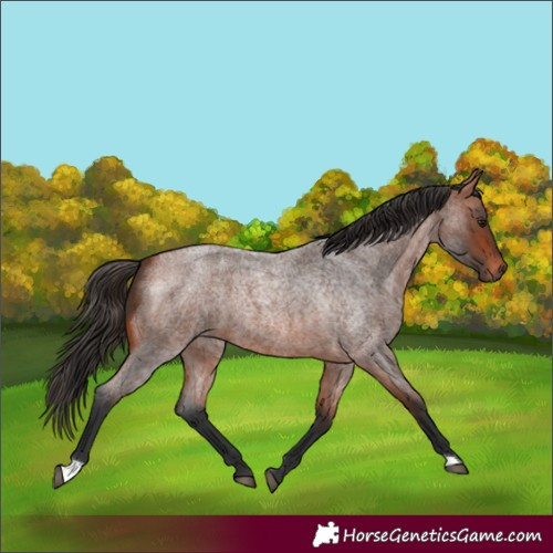 Horse Color:Bay Roan