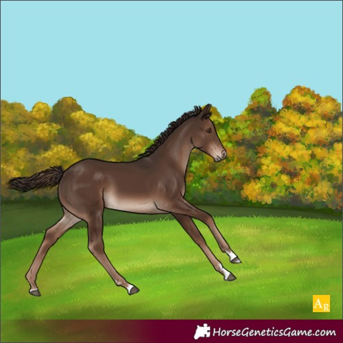 Horse Color:Liver Chestnut 