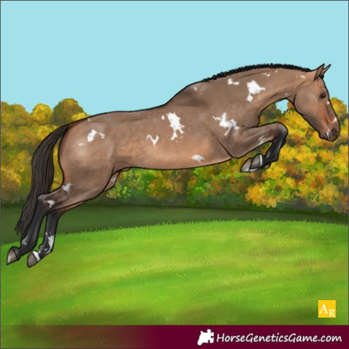 Horse Color:Unknown 
