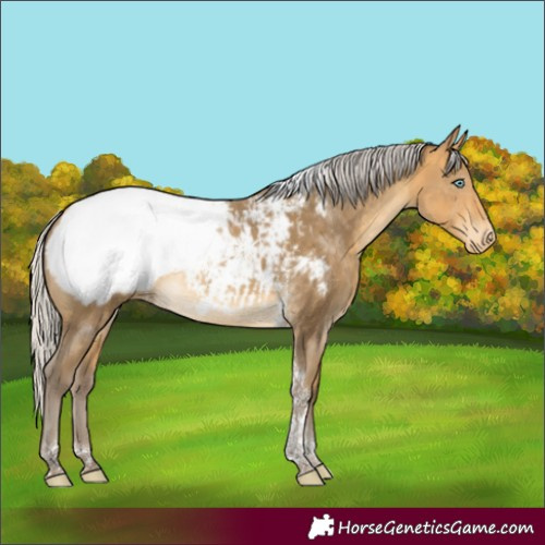 Horse Color:Silver Sable Cream Champagne Tobiano Appaloosa Rabicano 