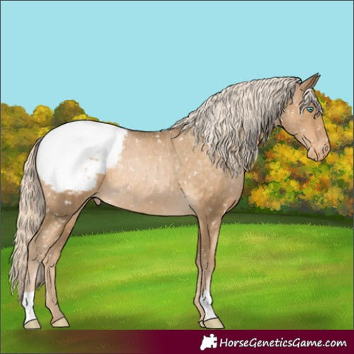 Horse Color:Liver Chestnut Mushroom Appaloosa Rabicano 