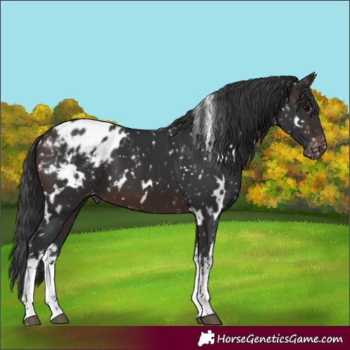 Horse Color:White Spotted Brown Appaloosa