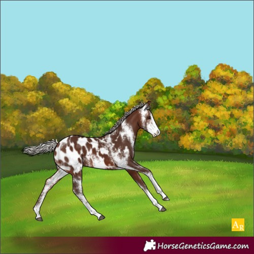 Horse Color:Silver Brown Sabino Appaloosa